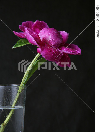 Peony in drops 8680086