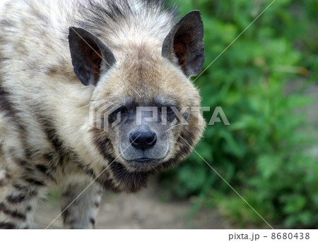 Hyena 8680438