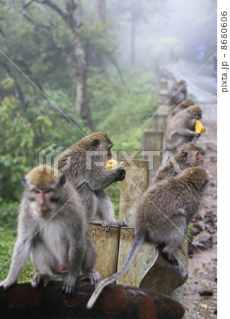 Family of monkeys 8680606