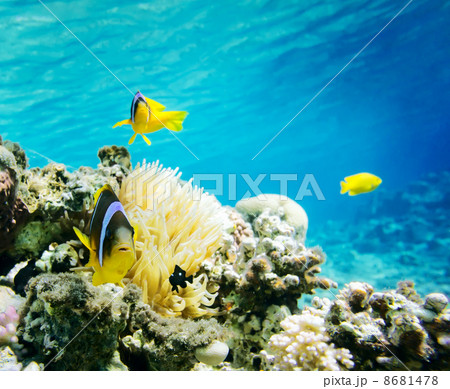 Clown fish Clown fish 8681478