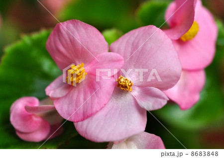 ベコニア ベコニア 8683848