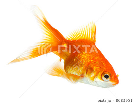 Gold fish 8683951