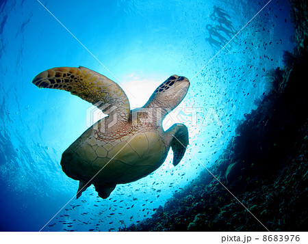 間近に迫るウミガメ 8683976