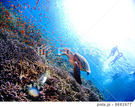 熱帯魚が群れる珊瑚礁を泳ぐ海亀 熱帯魚が群れる珊瑚礁を泳ぐ海亀 8683977