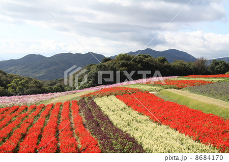 淡路花座敷 淡路花座敷 8684170