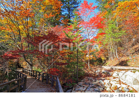 赤沢自然休養林の秋 8684181