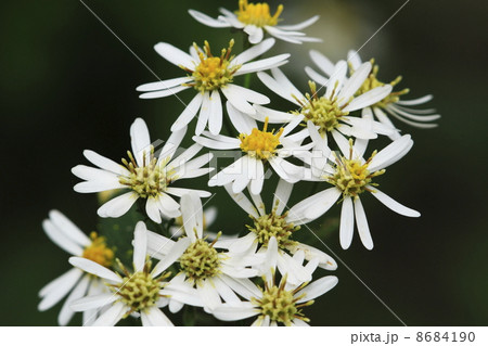 ヤマシロギク ヤマシロギク 8684190