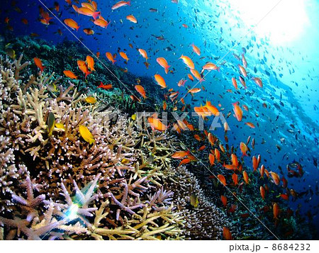 綺麗な珊瑚礁の風景の写真素材