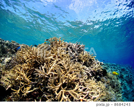 宮古島の八重干瀬に育つ珊瑚 宮古島の八重干瀬に育つ珊瑚 8684243