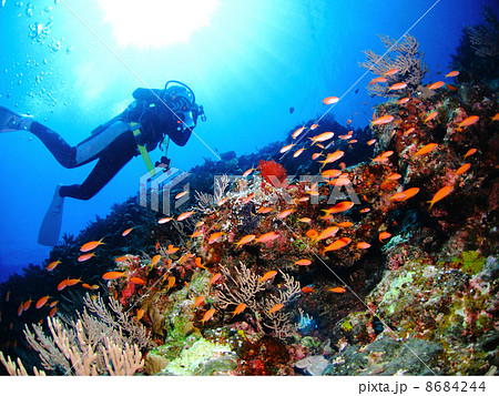 たくさんの熱帯魚が群れる岩の上を泳ぐダイバー たくさんの熱帯魚が群れる岩の上を泳ぐダイバー 8684244
