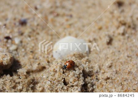 テントウムシ テントウムシ 8684245
