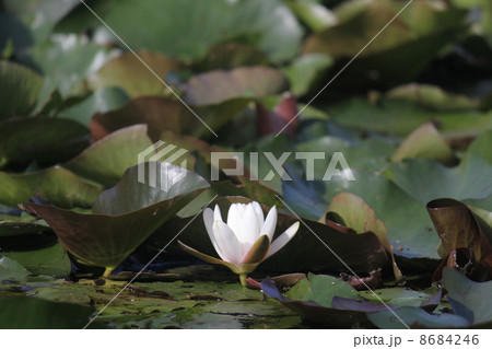 スイレン スイレン 8684246