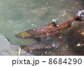 鮭の遡上 8684290