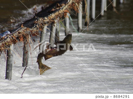 鮭のジャンプ 8684291