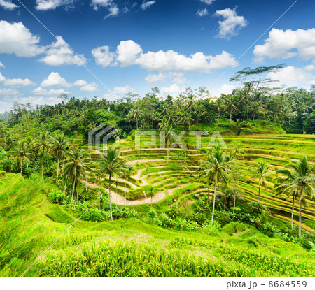 Ricce terrace of Bali Island, Indonesia Ricce terrace of Bali Island, Indonesia 8684559