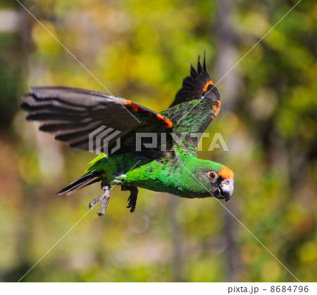 飛んでいるズアカハネナガインコ 飛んでいるズアカハネナガインコ 8684796