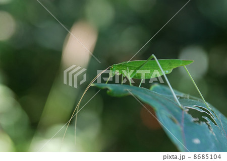 ツユムシのメス ツユムシのメス 8685104