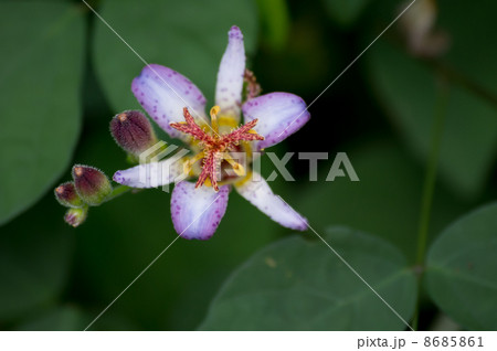 ホトトギス 8685861