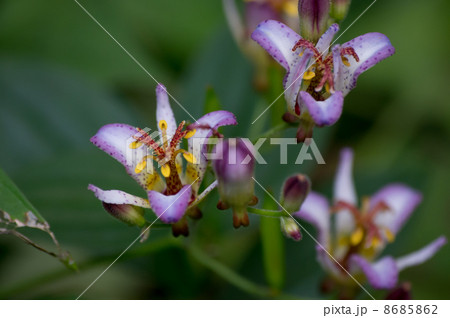 ホトトギス ホトトギス 8685862