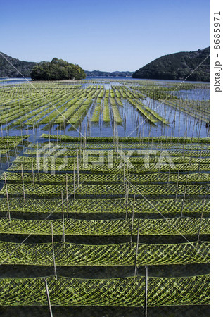 海苔養殖 海苔そだの風景 海苔養殖 海苔そだの風景 8685971