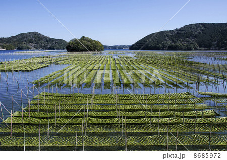 海苔養殖 海苔そだの風景 伊勢志摩の風景 海苔養殖 海苔そだの風景 伊勢志摩の風景 8685972