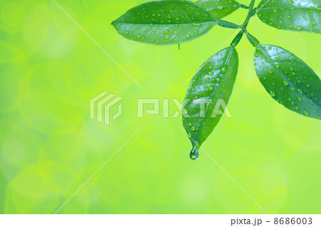 Water drops on green leaves Water drops on green leaves 8686003