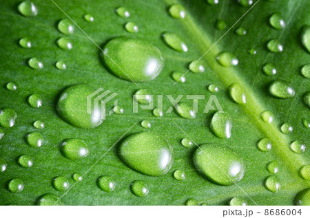 Water drops Water drops 8686004