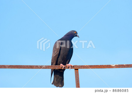 Pigeon Pigeon 8686085