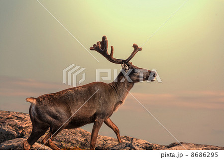 Raindeer 8686295