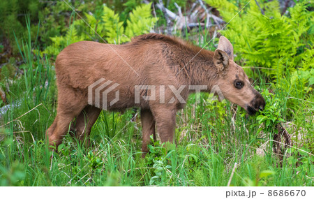 Baby Moose Eating Baby Moose Eating 8686670