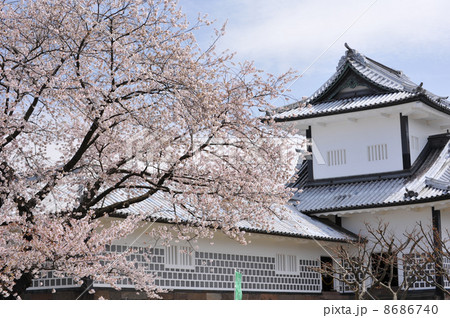 金沢　金沢城の桜 8686740