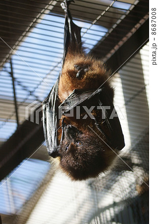 オリイ大蝙蝠 オオコウモリで す 哺乳類っぽい顔でしょ の写真素材 オリイ大蝙蝠 オオコウモリで す 哺乳類っぽい顔でしょ の写真素材