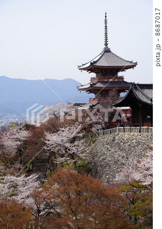 京都 清水寺の春 京都 清水寺の春 8687017