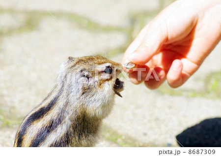 シマリス 8687309