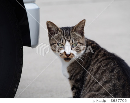猫 猫 8687706
