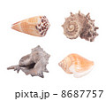 Seashells 8687757