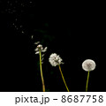 dandelions 8687758