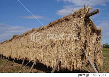 稲干し 8697934