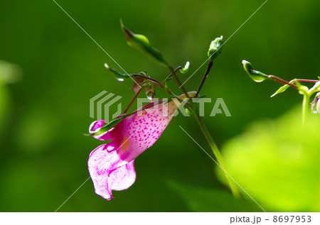 ツリフネソウの花 8697953