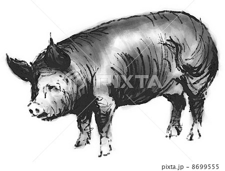 黒豚のイラスト素材 8699555 Pixta