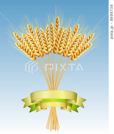 Package desing. Vector illustration of ears of wheat on green background. 8699739