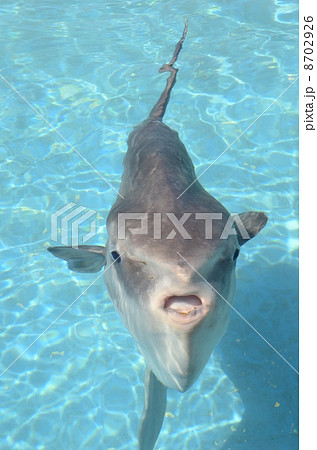 まんぼう 8702926