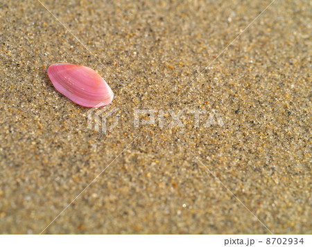 浜辺の貝殻 8702934