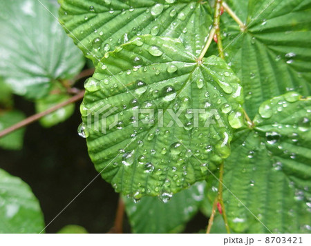 水滴のある葉っぱ 8703421