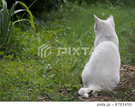 後ろ姿の白猫の写真素材
