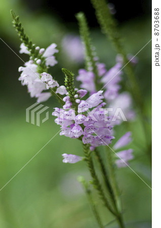 ハナトラノオ 8703688