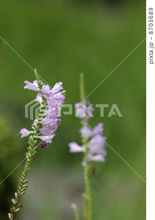 ハナトラノオ ハナトラノオ 8703689