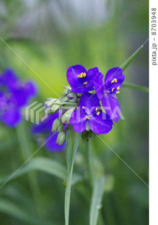 ムラサキツユクサ ムラサキツユクサ 8703948