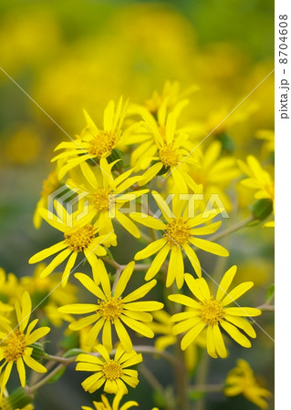 ツワブキ 8704608