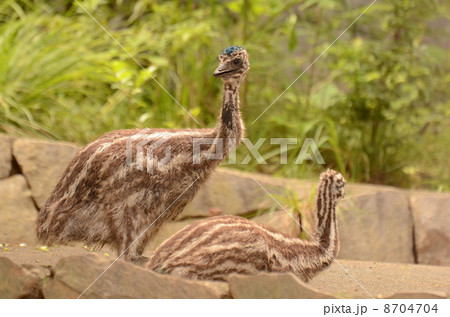 エミュー1 8704704